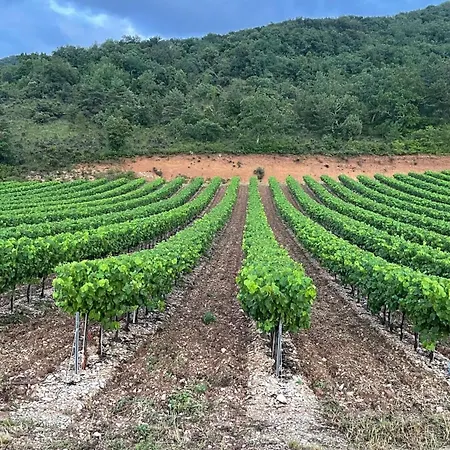 Les Oliviers - Le Domaine Du Viticulteur - St Maurice D Ibie